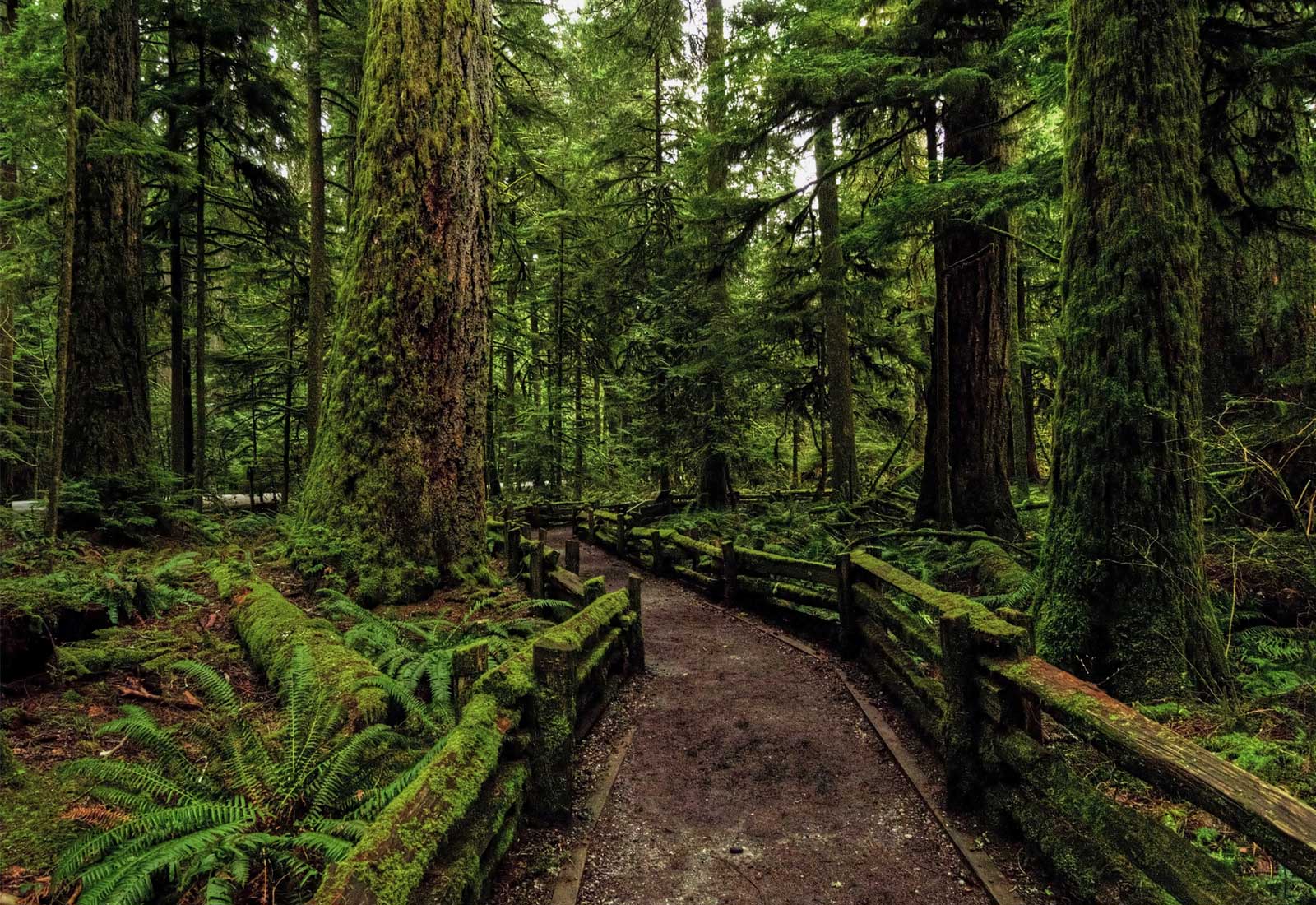 Why use Cedar Direct?